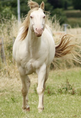 Champagne To Cash, photo et propriété CL Ranch